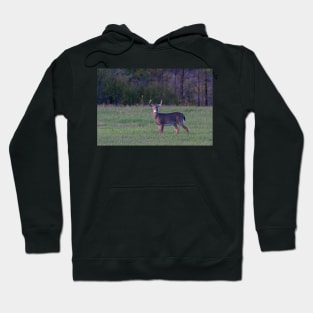 September Deer - White-tailed deer Hoodie